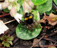 Bombus pratorum / Wiesenhummel