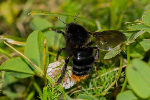 Bombus (Psithyrus) rupestris / Rotschwarze Kuckuckshummel / Felsen-Kuckuckshummel / Apidae (Echte Bienen) / Ordnung: Hautflgler - Hymenoptera