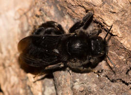 Bombus (Psithyrus) rupestris / Rotschwarze Kuckuckshummel / Felsen-Kuckuckshummel / Apidae (Echte Bienen) / Ordnung: Hautflgler - Hymenoptera