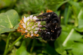 Bombus (Psithyrus) rupestris / Rotschwarze Kuckuckshummel / Felsen-Kuckuckshummel / Apidae (Echte Bienen) / Ordnung: Hautflgler - Hymenoptera