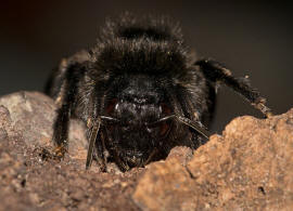 Bombus (Psithyrus) rupestris / Rotschwarze Kuckuckshummel / Felsen-Kuckuckshummel / Apidae (Echte Bienen) / Ordnung: Hautflgler - Hymenoptera