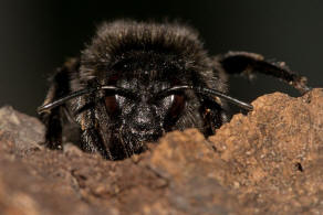 Bombus (Psithyrus) rupestris / Rotschwarze Kuckuckshummel / Felsen-Kuckuckshummel / Apidae (Echte Bienen) / Ordnung: Hautflgler - Hymenoptera