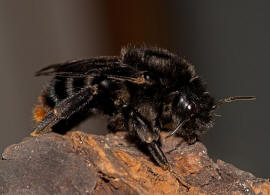 Bombus (Psithyrus) rupestris / Rotschwarze Kuckuckshummel / Felsen-Kuckuckshummel / Apidae (Echte Bienen) / Ordnung: Hautflgler - Hymenoptera