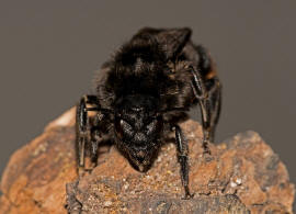 Bombus (Psithyrus) rupestris / Rotschwarze Kuckuckshummel / Felsen-Kuckuckshummel / Apidae (Echte Bienen) / Ordnung: Hautflgler - Hymenoptera
