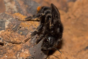 Bombus (Psithyrus) rupestris / Rotschwarze Kuckuckshummel / Felsen-Kuckuckshummel / Apidae (Echte Bienen) / Ordnung: Hautflgler - Hymenoptera