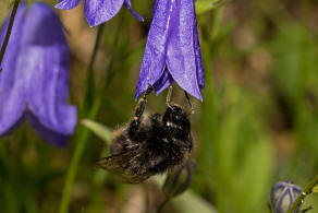 Bombus soroeensis / Glockenblumenhummel / Distelhummel / Apidae (Echte Bienen) / Hautflgler - Hymenoptera