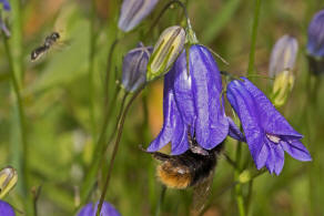 Bombus soroeensis / Glockenblumenhummel / Distelhummel / Apidae (Echte Bienen) / Hautflgler - Hymenoptera