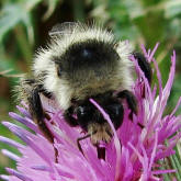 Bombus sylvarum / Waldhummel / Echte Bienen - Apinae