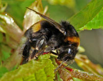 Bombus terrestris / Dunkle Erdhummel / Echte Bienen - Apinae