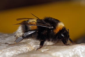 Bombus terrestris ssp. dalmatinus /  Apidae (Echte Bienen) / Ordnung: Hautflgler - Hymenoptera