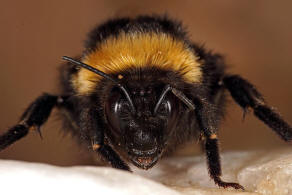 Bombus terrestris ssp. dalmatinus /  Apidae (Echte Bienen) / Ordnung: Hautflgler - Hymenoptera