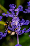 Bombus terrestris / Dunkle Erdhummel / Echte Bienen - Apinae