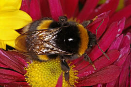 Bombus terrestris / Dunkle Erdhummel / Echte Bienen - Apinae