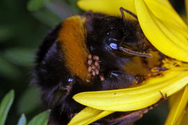 Bombus terrestris / Dunkle Erdhummel / Echte Bienen - Apinae