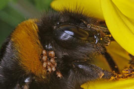 Bombus terrestris / Dunkle Erdhummel / Echte Bienen - Apidae