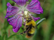 Bombus pratorum / Wiesenhummel / als fette Beute fr Thomisus onustus