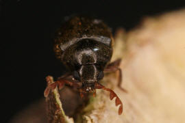 Dorcatoma dresdensis / Fingerfhler-Porling-Pochkfer / Pochkfer - Anobiidae