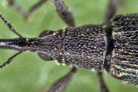 Aspidapion radiolus / Gewhnliches Malven-Spitzmuschen / Spitzmausrssler - Apionidae / berfamilie: Rsselkfer - Curculionoidea