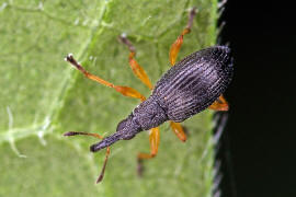 Protapion fulvipes / Rotfiger Klee-Spitzmausrssler / Spitzmausrssler - Apionidae / berfamilie: Rsselkfer - Curculionoidea