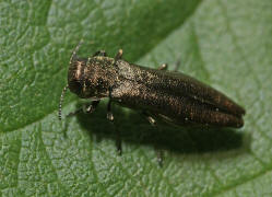 Agrilus spec. / Prachtkfer / Prachtkfer - Buprestidae - Agrilinae