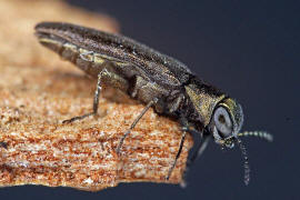 Agrilus olivicolor / Ohne deutschen Namen / Prachtkfer - Buprestidae - Agrilinae