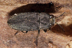 Anthaxia similis / Weihaariger Eckschild-Prachtkfer / Prachtkfer - Buprestidae - Buprestinae
