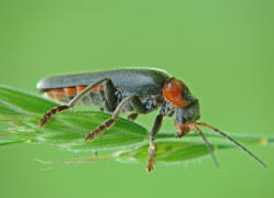 Cantharis fusca / Soldatenkfer / Gemeiner Weichkfer / Weichkfer - Cantharidae