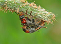 Cantharis fusca / Soldatenkfer / Gemeiner Weichkfer / Weichkfer - Cantharidae