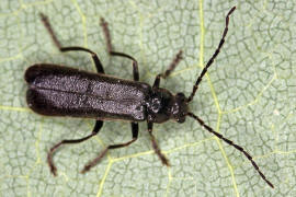 Cantharis paludosa / Schwarzer Sumpf-Weichkfer / Weichkfer - Cantharidae