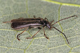 Cantharis paludosa / Schwarzer Sumpf-Weichkfer / Weichkfer - Cantharidae