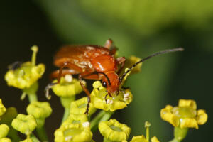 Rhagonycha fulva / Rotgelber Weichkfer / Weichkfer - Cantharidae