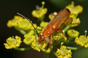 Rhagonycha fulva / Rotgelber Weichkfer / Weichkfer - Cantharidae