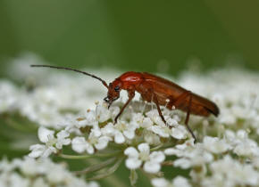 Rhagonycha fulva / Rotgelber Weichkfer / Weichkfer - Cantharidae