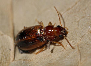 Bradycellus verbasci / Knigskerzen-Rundbauchlufer / Laufkfer - Carabidae - Harpalinae - Schnelllufer