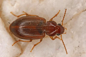 Bradycellus verbasci / Knigskerzen-Rundbauchlufer / Laufkfer - Carabidae - Harpalinae - Schnelllufer