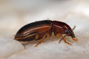 Bradycellus verbasci / Knigskerzen-Rundbauchlufer / Laufkfer - Carabidae - Harpalinae - Schnelllufer