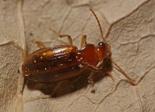 Bradycellus verbasci / Knigskerzen-Rundbauchlufer / Laufkfer - Carabidae - Harpalinae - Schnelllufer