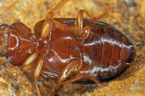 Bradycellus verbasci / Knigskerzen-Rundbauchlufer / Laufkfer - Carabidae - Harpalinae - Schnelllufer