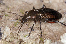 Carabus granulatus / Krniger Laufkfer / Laufkfer - Carabidae - Carabinae