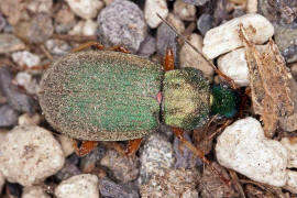 Chlaenius nitidulus / Lehmstellen-Samtlufer / Laufkfer - Carabidae - Harpalinae