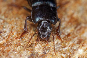 Harpalus honestus / Blaugrner Schnelllufer / Laufkfer - Carabidae - Harpalini - Harpalina