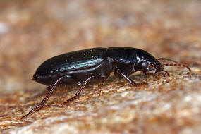 Harpalus honestus / Blaugrner Schnelllufer / Laufkfer - Carabidae - Harpalini - Harpalina