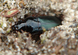 Harpalus smaragdinus / Smaragd-Schnelllufer / Laufkfer - Carabidae - Harpalini - Harpalina