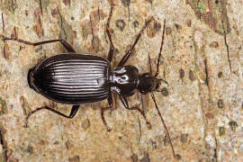 Limodromus assimilis (syn. Platynus assimilis) / Schwarzer Putzlufer / Schwarzer Enghalskfer / Laufkfer - Carabidae - Pterostichinae