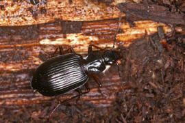 Limodromus assimilis (syn. Platynus assimilis) / Schwarzer Putzlufer / Schwarzer Enghalskfer / Laufkfer - Carabidae - Pterostichinae