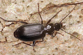 Limodromus assimilis (syn. Platynus assimilis) / Schwarzer Putzlufer / Schwarzer Enghalskfer / Laufkfer - Carabidae - Pterostichinae