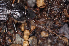 Limodromus assimilis (syn. Platynus assimilis) / Schwarzer Putzlufer / Schwarzer Enghalskfer / Laufkfer - Carabidae - Pterostichinae