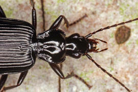 Limodromus assimilis (syn. Platynus assimilis) / Schwarzer Putzlufer / Schwarzer Enghalskfer / Laufkfer - Carabidae - Pterostichinae