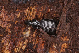 Limodromus assimilis (syn. Platynus assimilis) / Schwarzer Putzlufer / Schwarzer Enghalskfer / Laufkfer - Carabidae - Pterostichinae