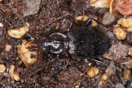 Limodromus assimilis (syn. Platynus assimilis) / Schwarzer Putzlufer / Schwarzer Enghalskfer / Laufkfer - Carabidae - Pterostichinae